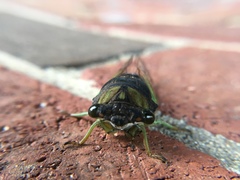 Neotibicen tibicen