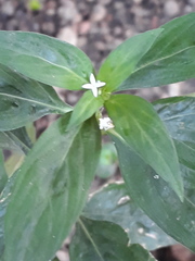 Spermacoce ocymifolia