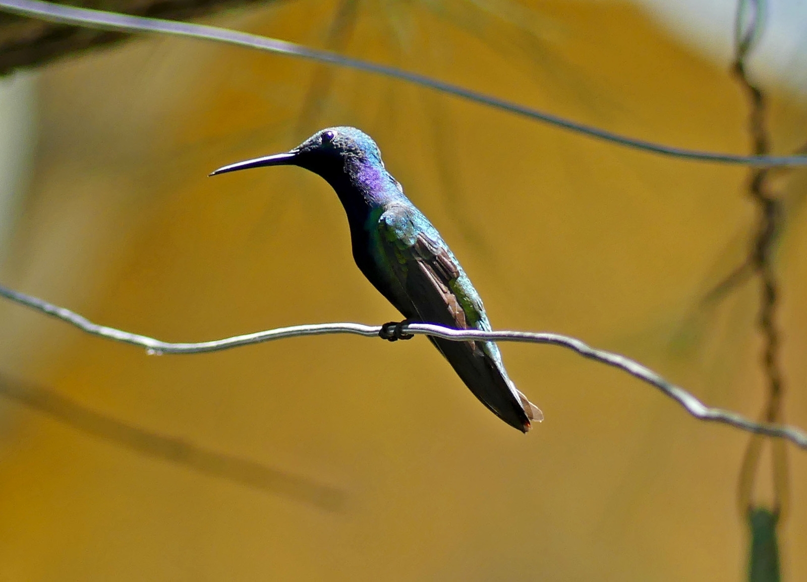 Black-throated Mango (Anthracothorax nigricollis)
