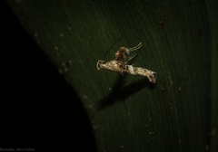 Cyphosticha panconita