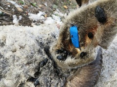 Thanatophilus capensis