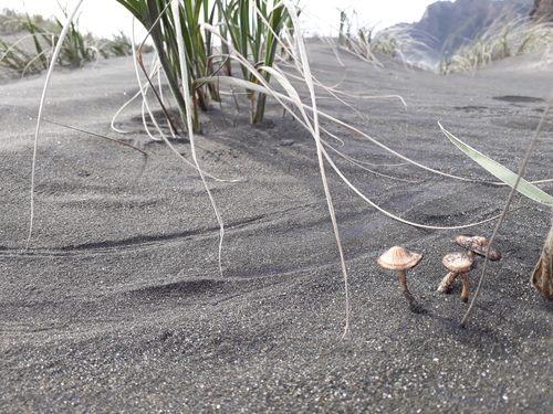 Beach Brittlestem