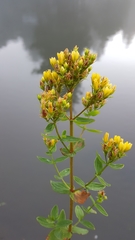 Hypericum tetrapterum