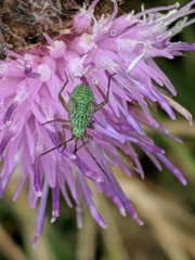Oncotylus viridiflavus