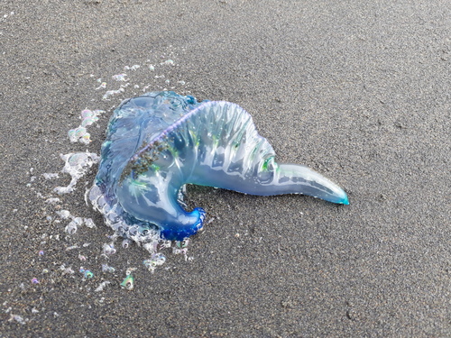 Southern Man-O-War, photo 3 of 10
