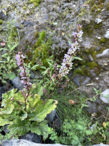 Image of Francoa appendiculata by (c) Matt Berger, some rights reserved (CC BY)