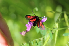 Zygaena osterodensis