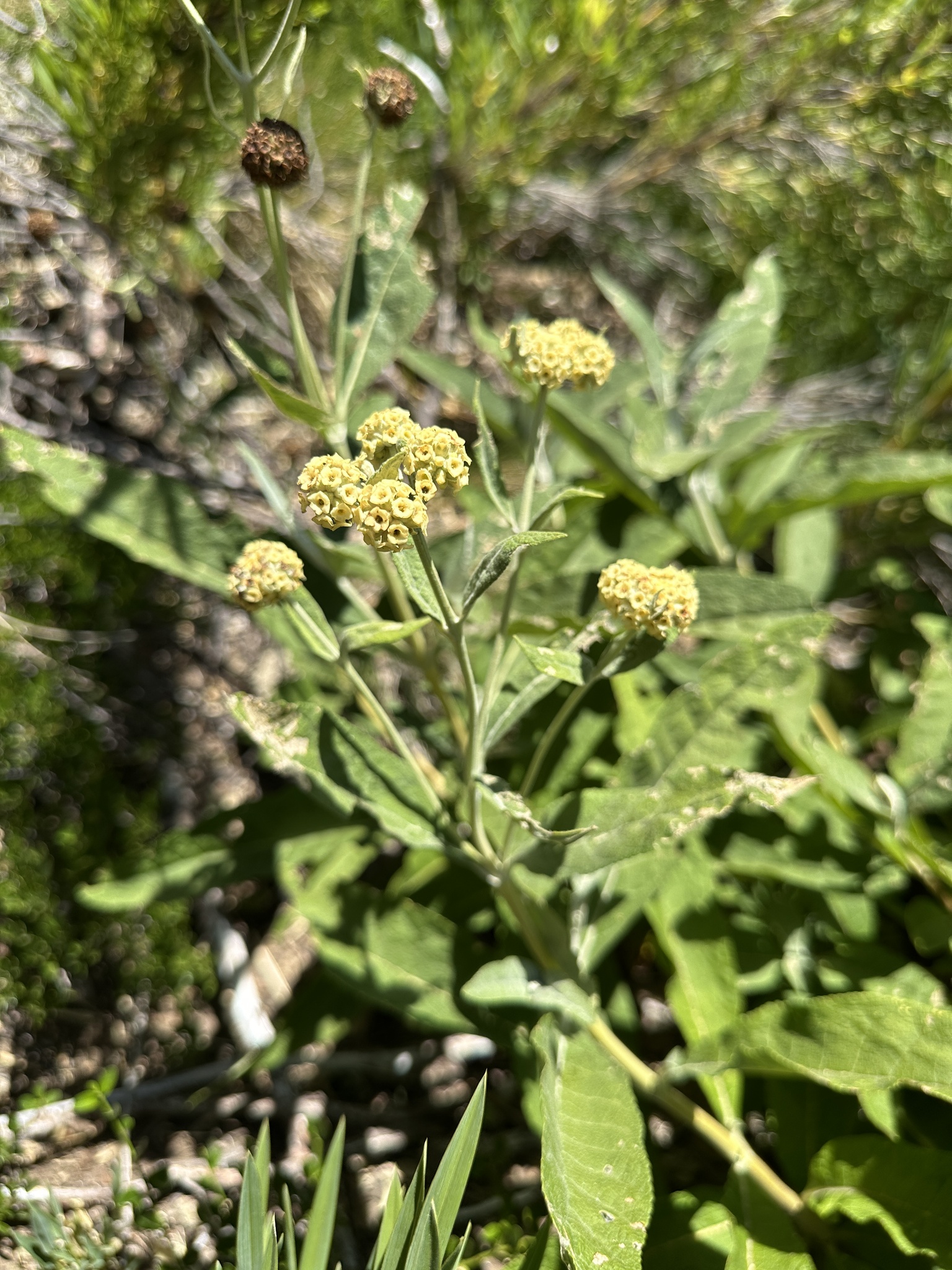 Imagem de Buddleja