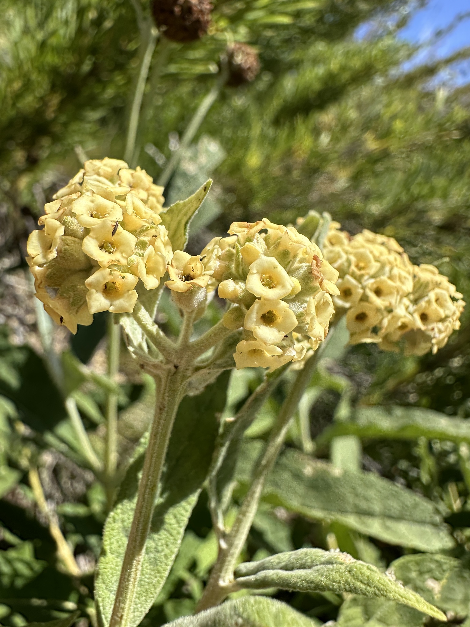 Imagem de Buddleja