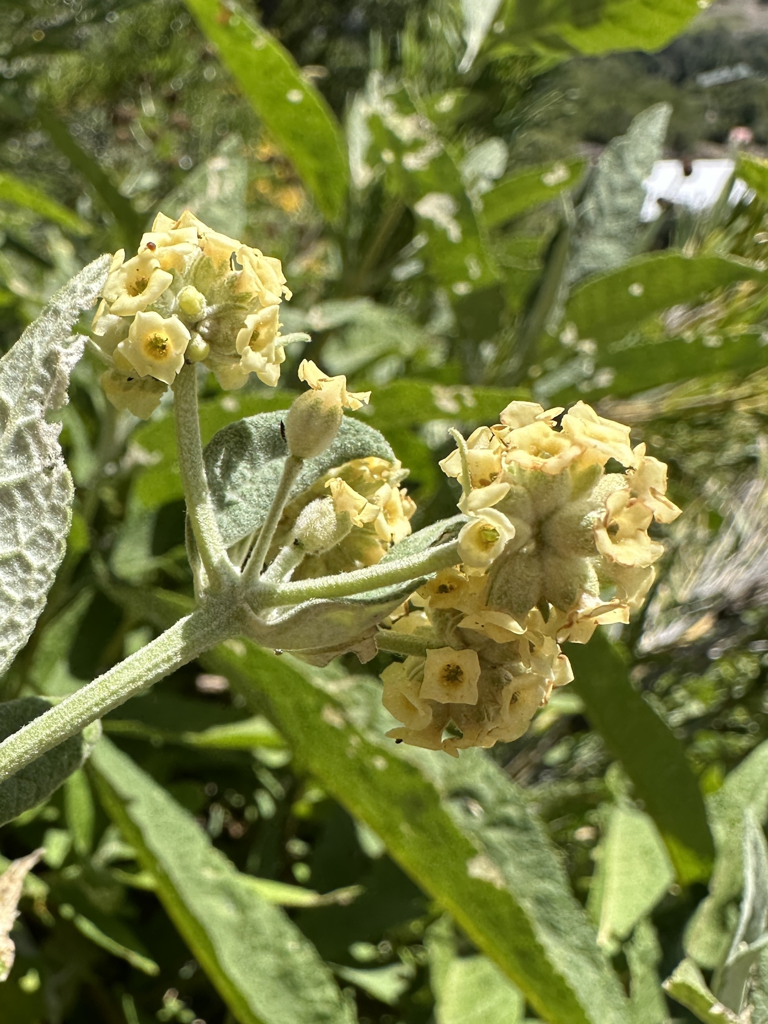 Imagem de Buddleja
