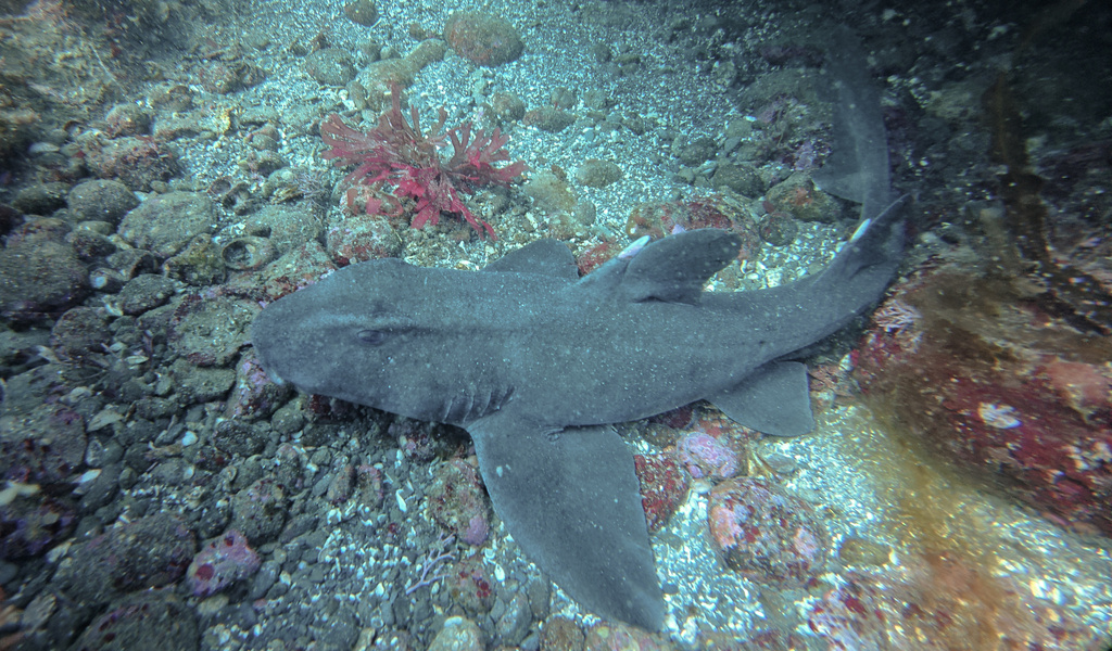 Mexican horn shark (Heterodontus mexicanus) — Heterodontidae