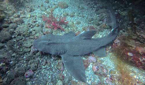 Mexican horn shark (Heterodontus mexicanus) — Heterodontidae