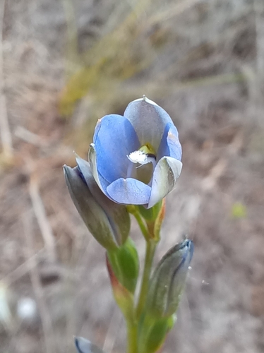 Image of Thelymitra aemula by no rights reserved