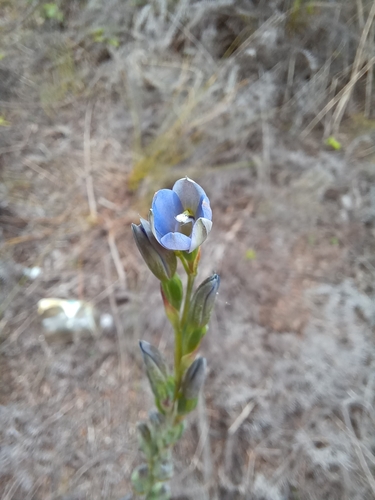 Image of Thelymitra aemula by no rights reserved