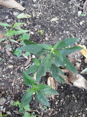 Spermacoce ocymifolia