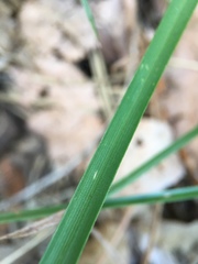 Anthericum