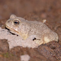 Anaxyrus microscaphus