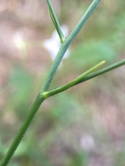 Anthericum