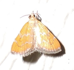 Xanthophysa psychicalis