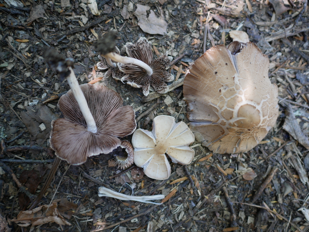 Candolleomyces candolleanus · February 2025 · photo: © alice_shanks (iNaturalist, cc-by)
