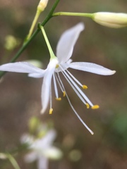 Anthericum