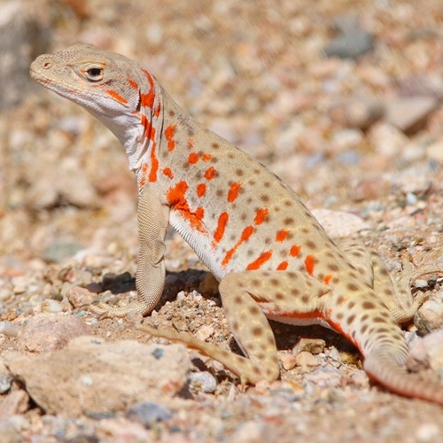 Long-nosed Leopard Lizard
