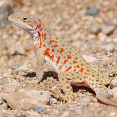 Long-Nosed Leopard Lizard photo 3