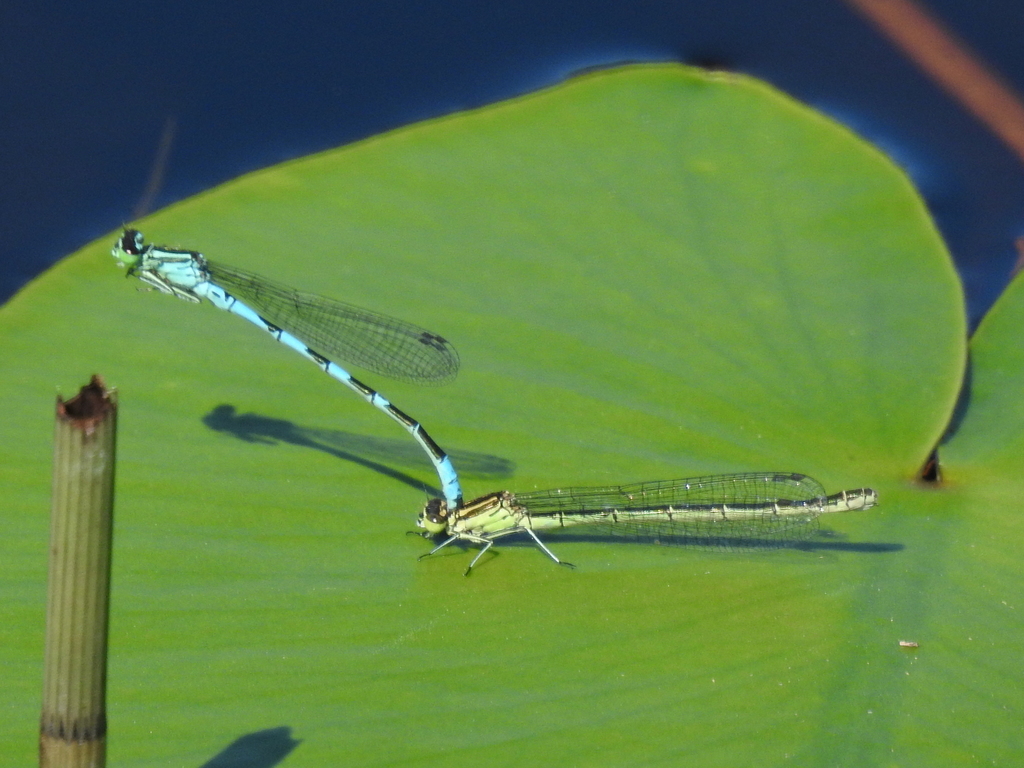 Стрілка списоносна (Odonata of Ukraine / Бабки України) · iNaturalist