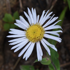 Erigeron eximius