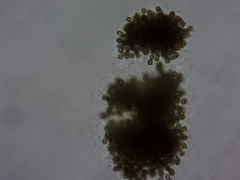 Microcystis botrys