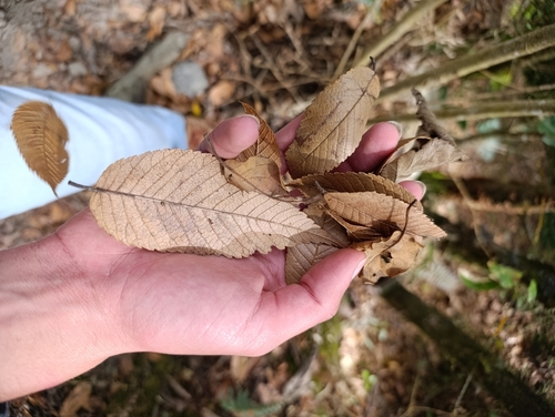 Ulmus mexicana - Flowers