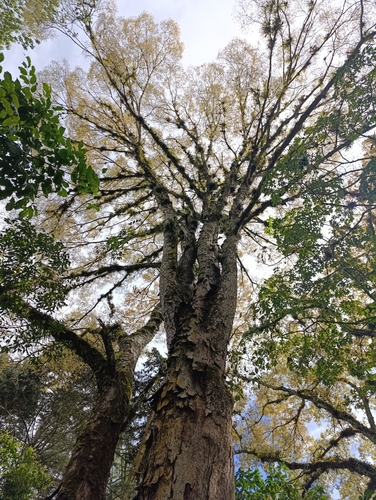 Foto de olmo