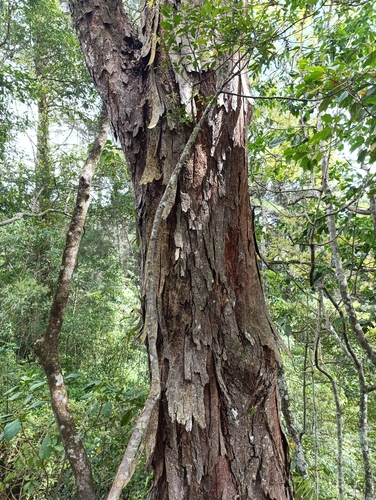 Foto de olmo