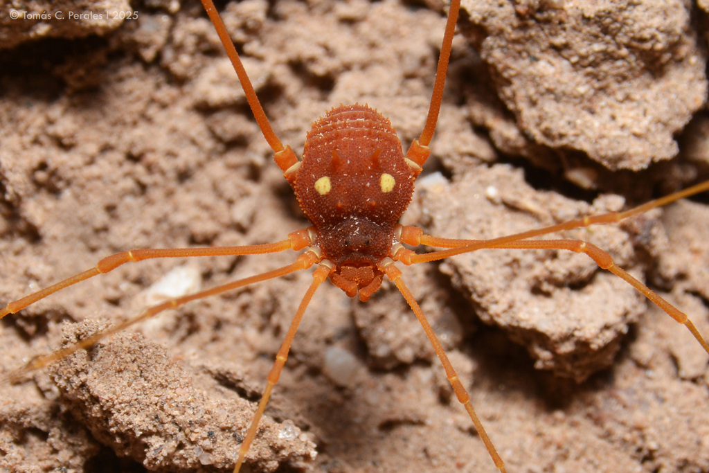 daddy longlegs