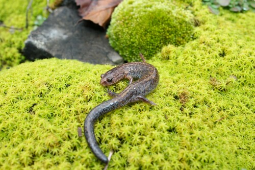 Zigzag Salamander, Plethodon dorsalis