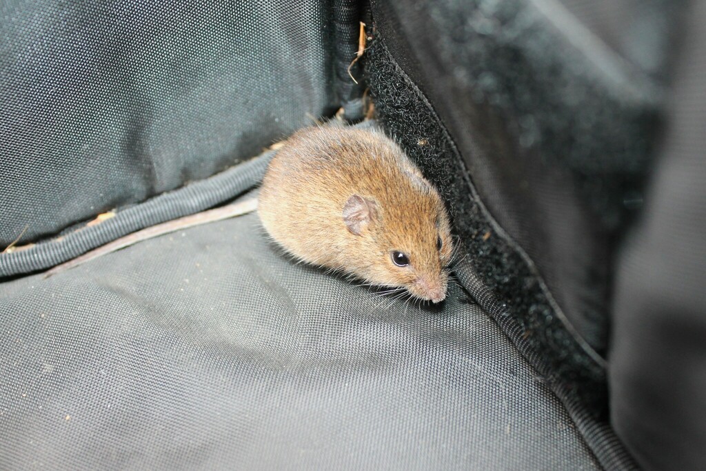 Eastern Harvest Mouse