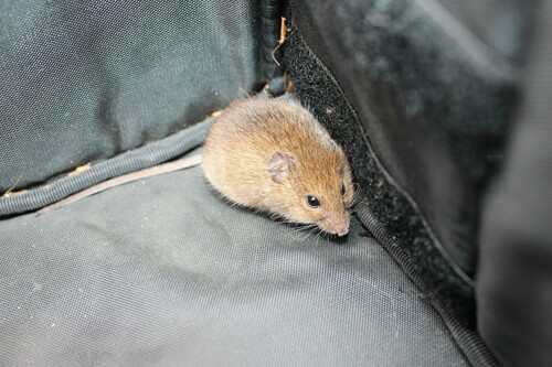 Eastern Harvest Mouse