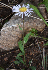 Erigeron eximius