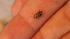 Pachybrachis brevicornis
