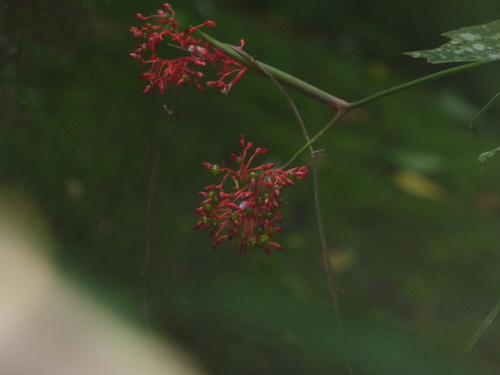 Foto de Calateia Triostar