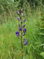 Aconitum plicatum