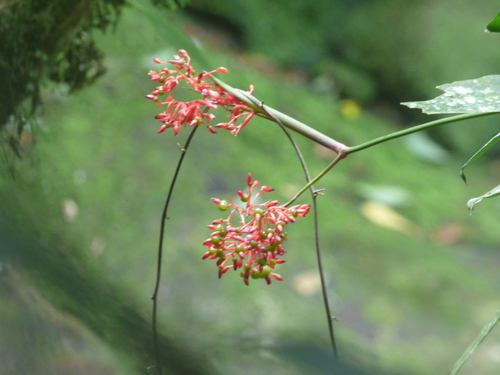 Foto de Calateia Triostar