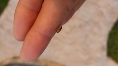 Pachybrachis brevicornis