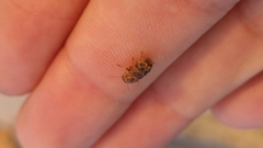 Pachybrachis brevicornis