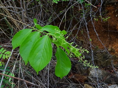 Celastrus paniculatus