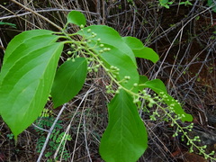 Celastrus paniculatus