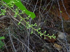Celastrus paniculatus