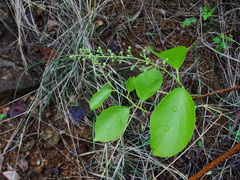 Celastrus paniculatus