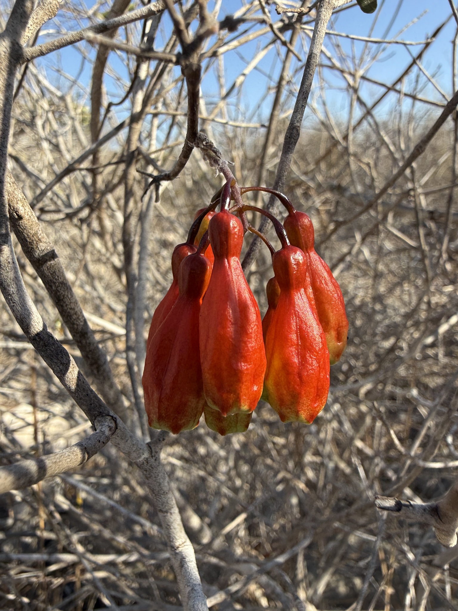 Combretum Grandidieri (Combretum grandidieri)