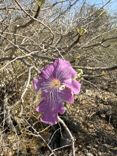 Uncarina stellulifera